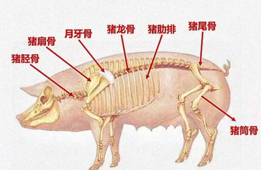 猪的骨头结构图图片