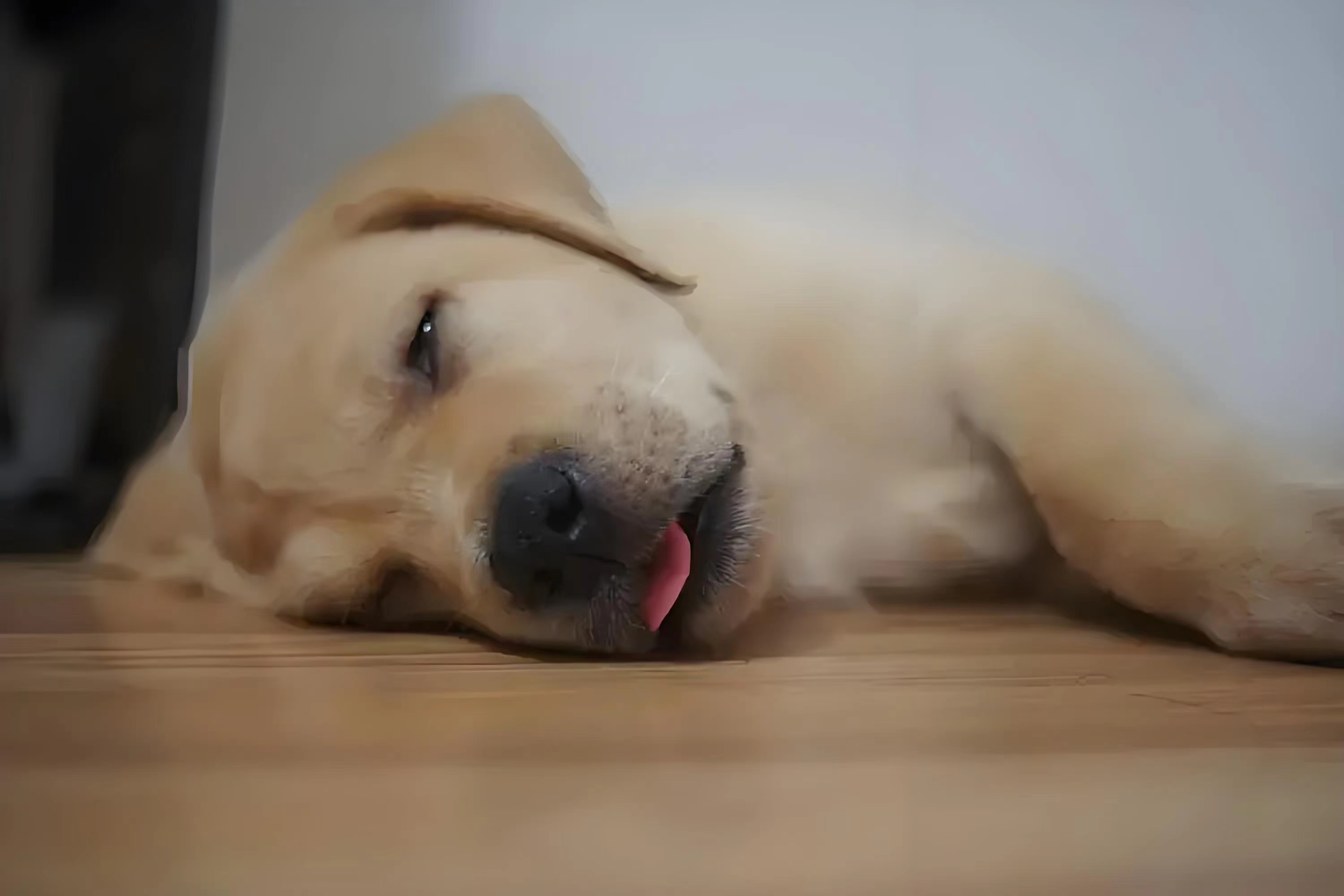 狗狗中暑的正确处理办法,这些迷之操作千万不要做!