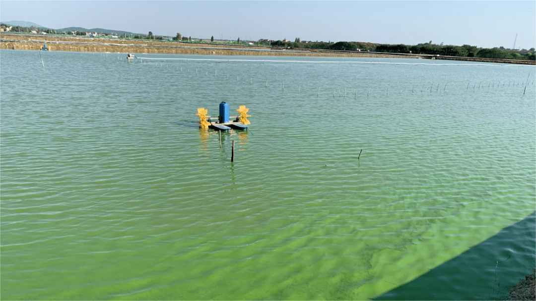 虾塘发生蓝藻怎么治理?必须重视起来