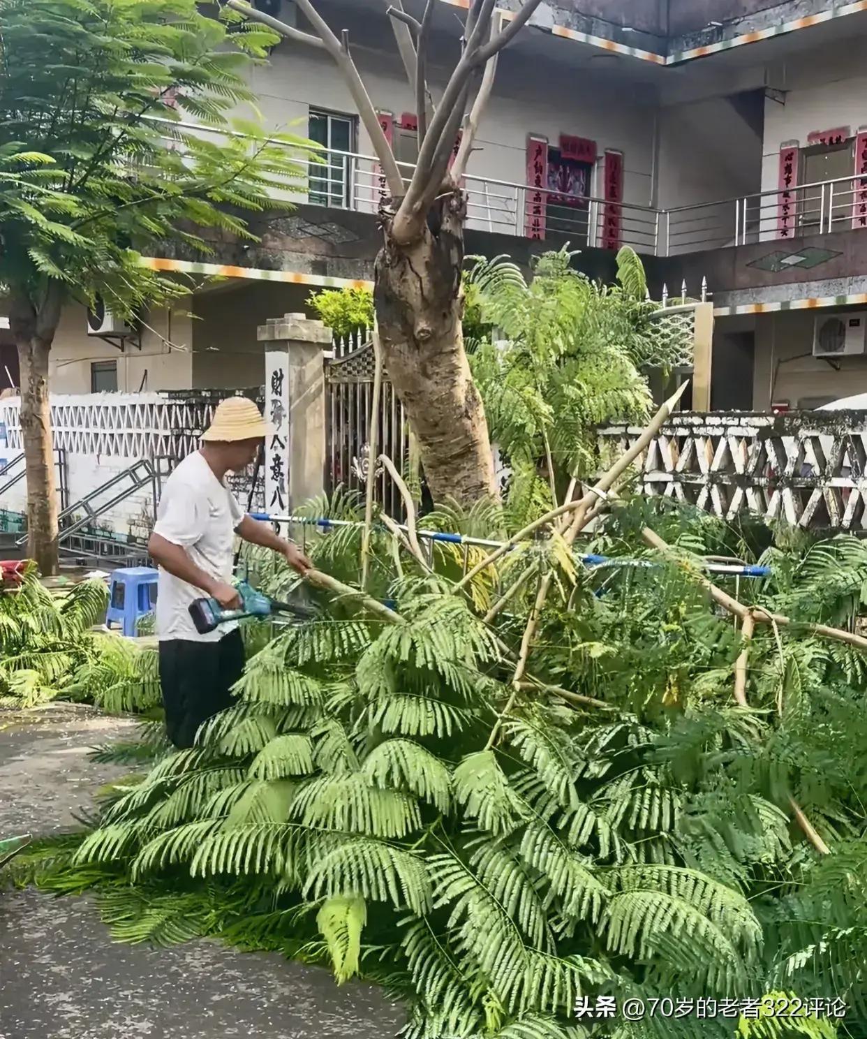 全红婵家门口的"水花消失树"被砍?全爸自己砍的,网友:砍不得