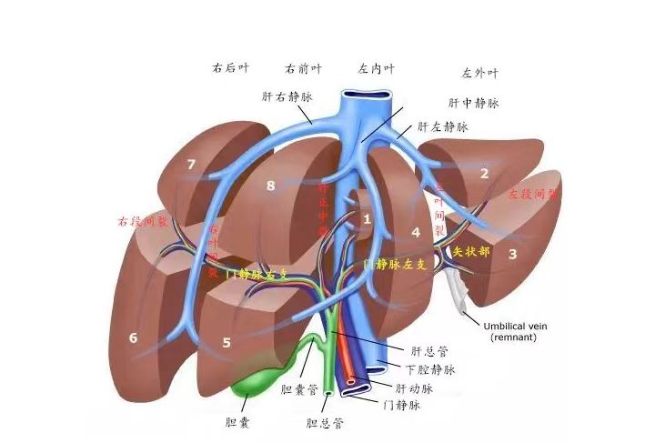 膈面脏面图片