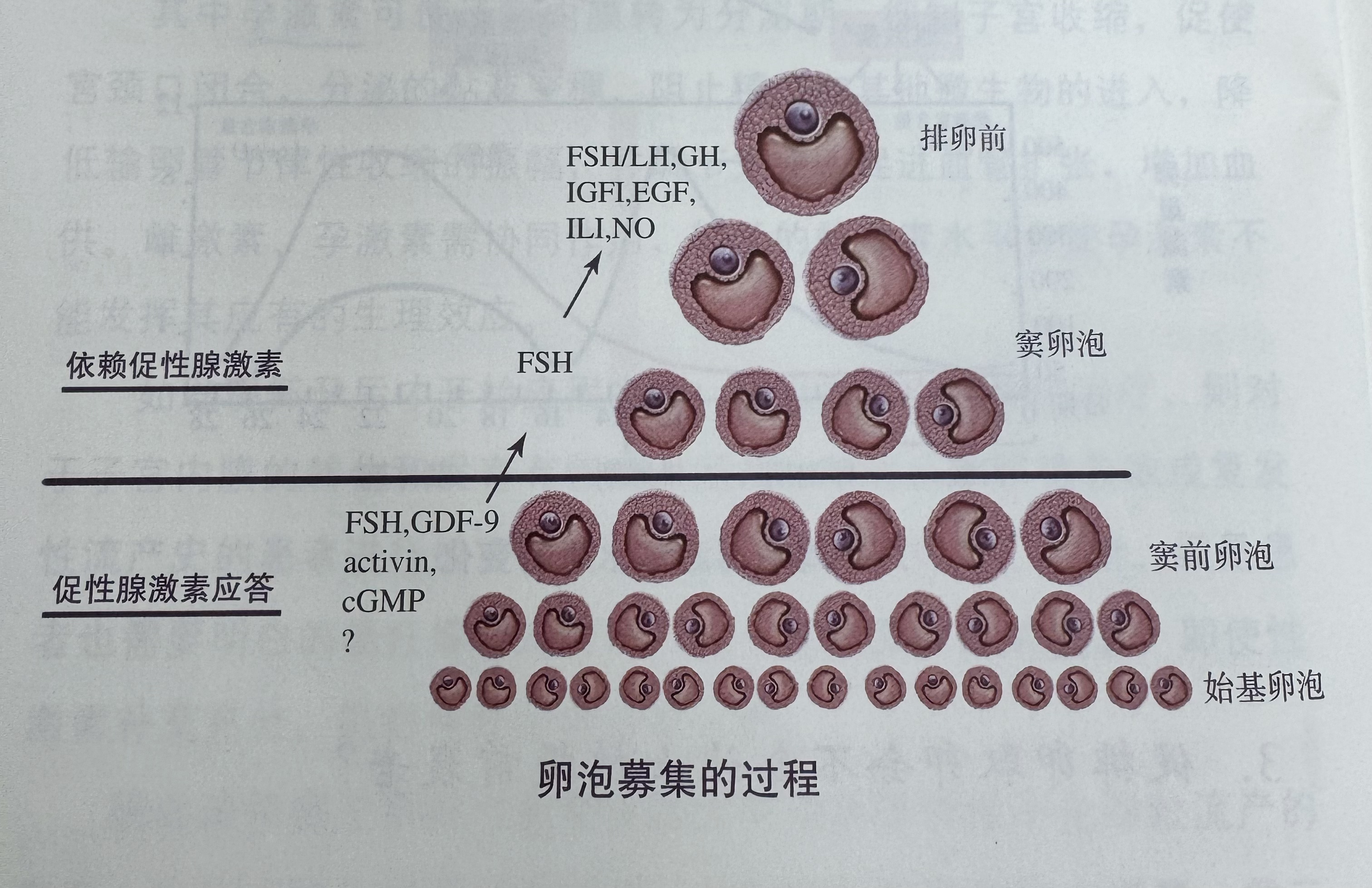 不成熟卵泡排卵(不成熟的卵泡多久会消失)  第2张