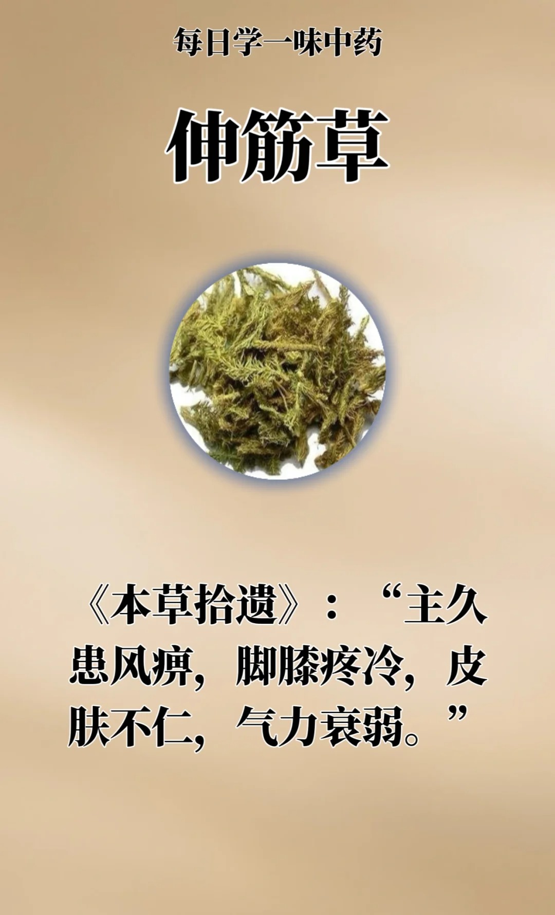 伸筋草泡水喝,祛寒逐湿!