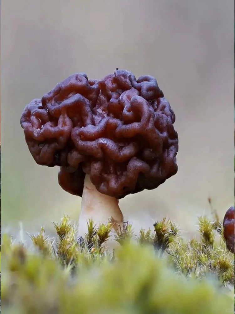 大鹿花菌:隐藏在山林间的危险食客