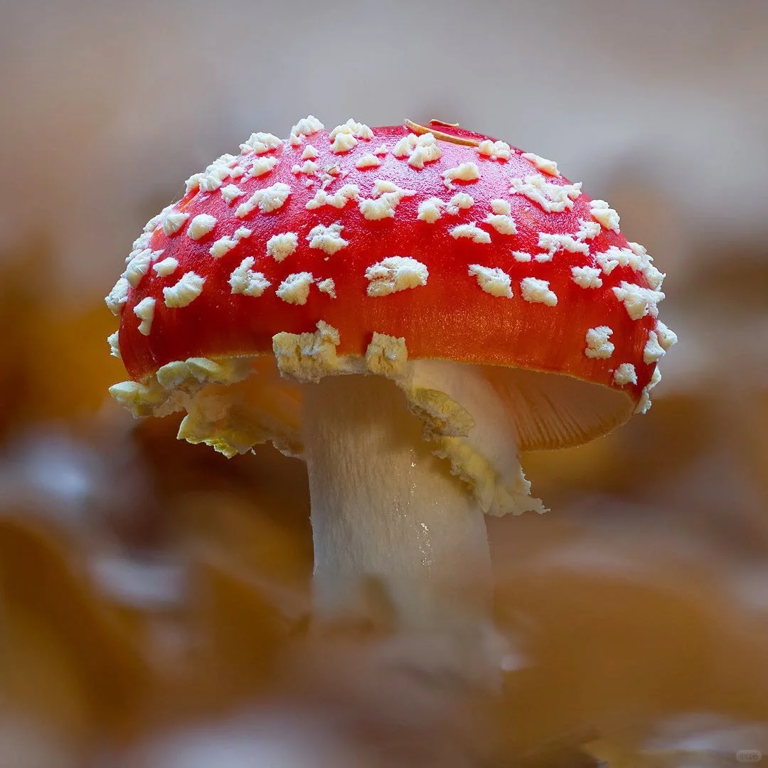 白毒蝇鹅膏菌图片