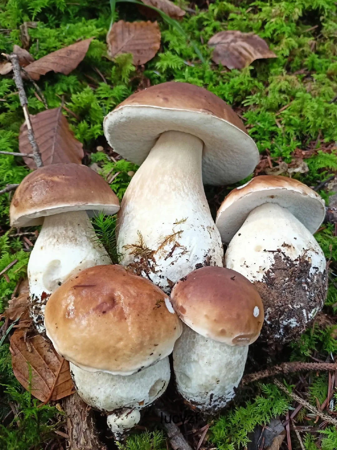 牛肝菌:山林中的美味传奇