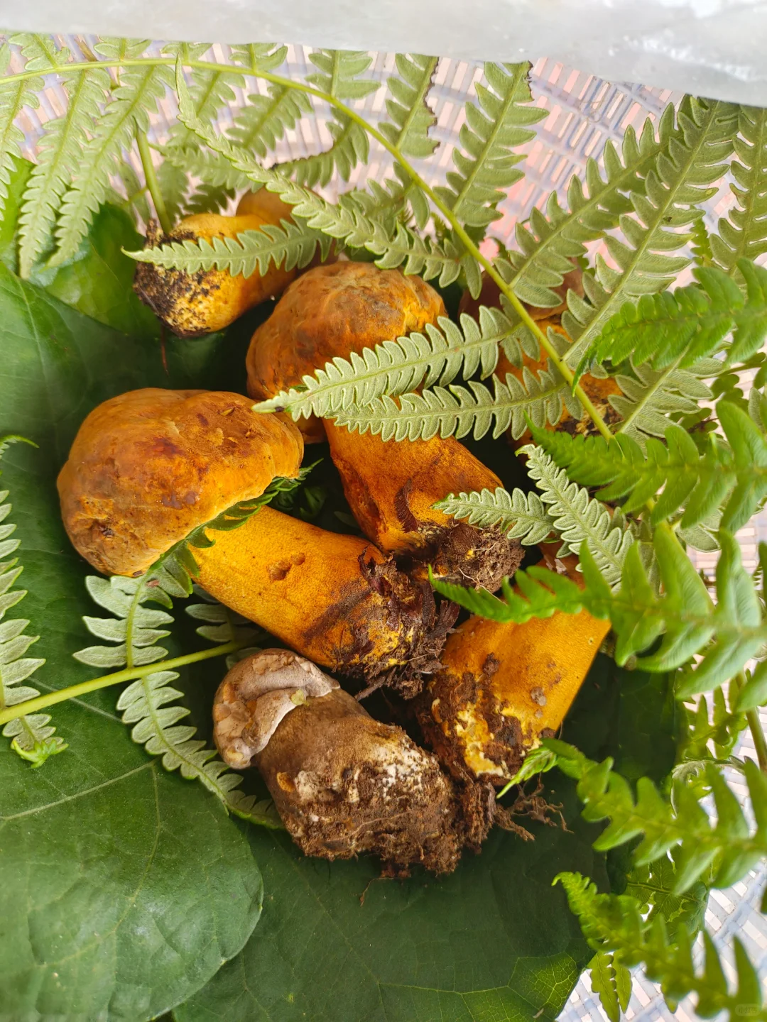 黄牛肝菌:山林中的美味瑰宝