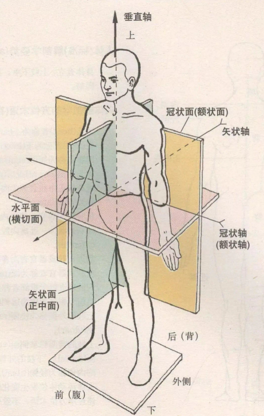 脊柱侧弯者慎练吊单杠!