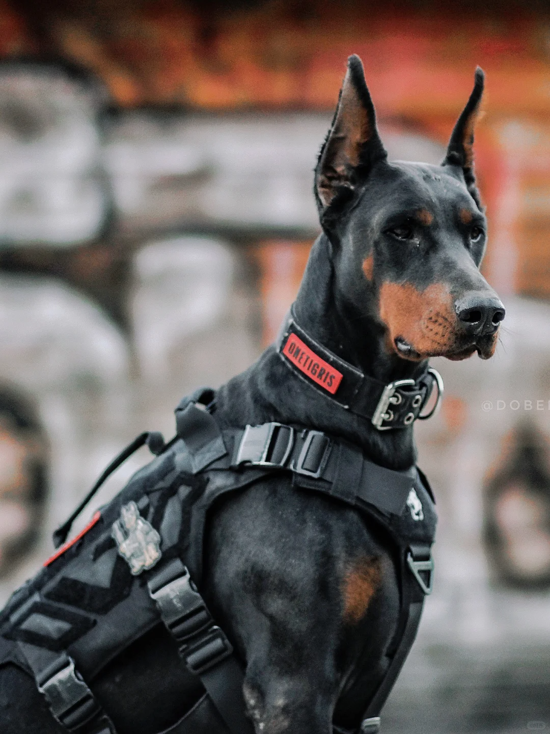 忠诚的守护者:警犬