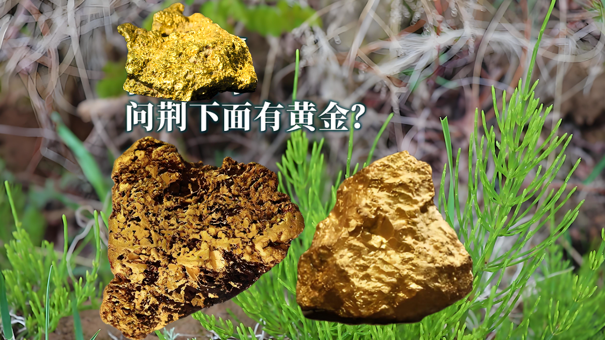 荆草下面的黄金有多深图片