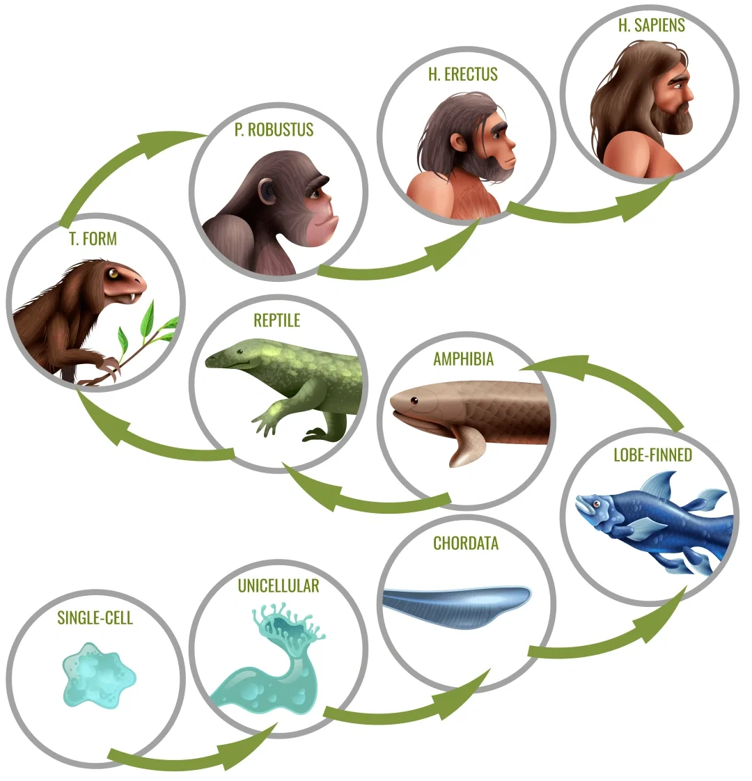 动物的进化:奇妙的生命演变之旅