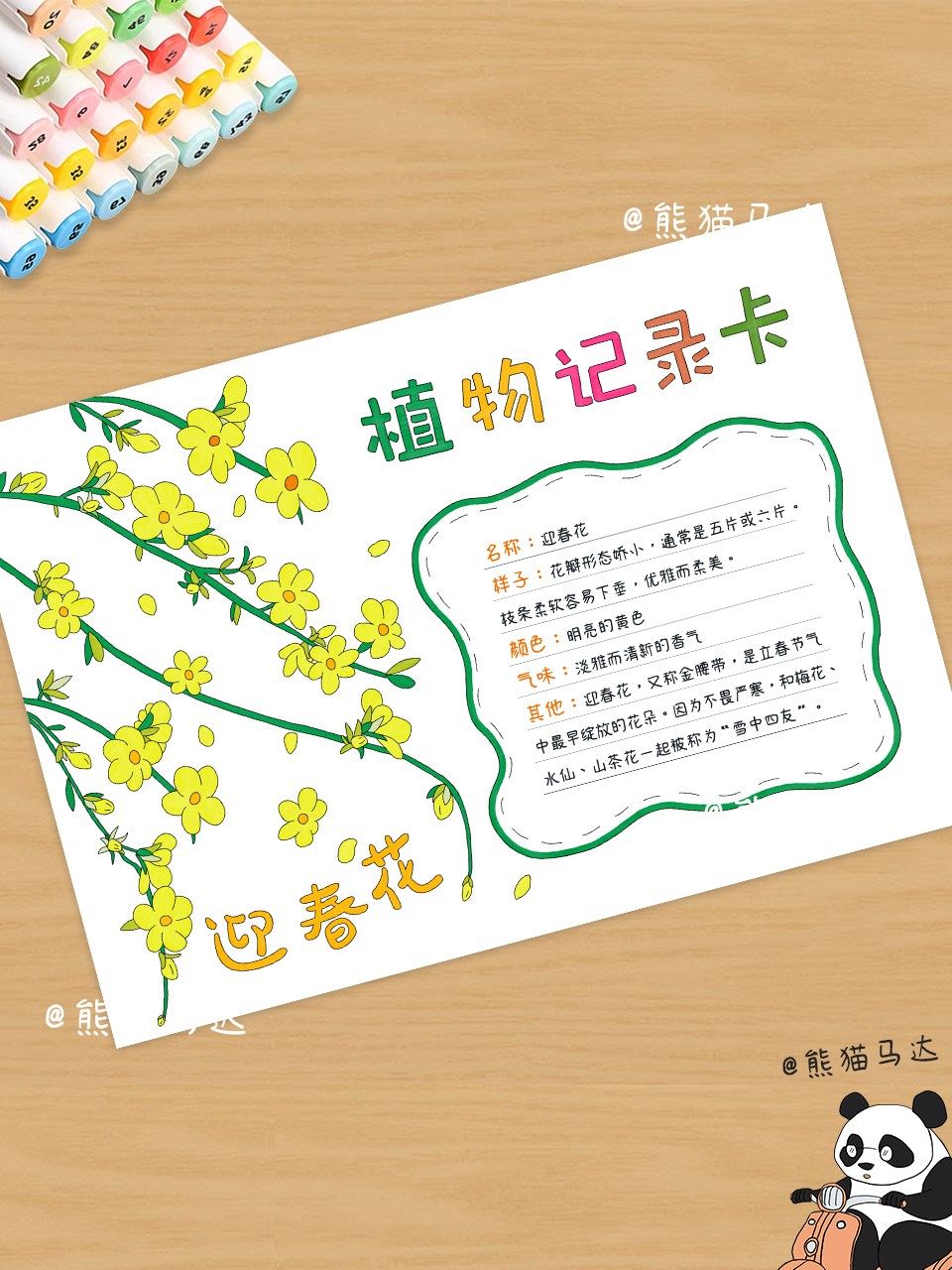 迎春花植物记录卡手抄报 233