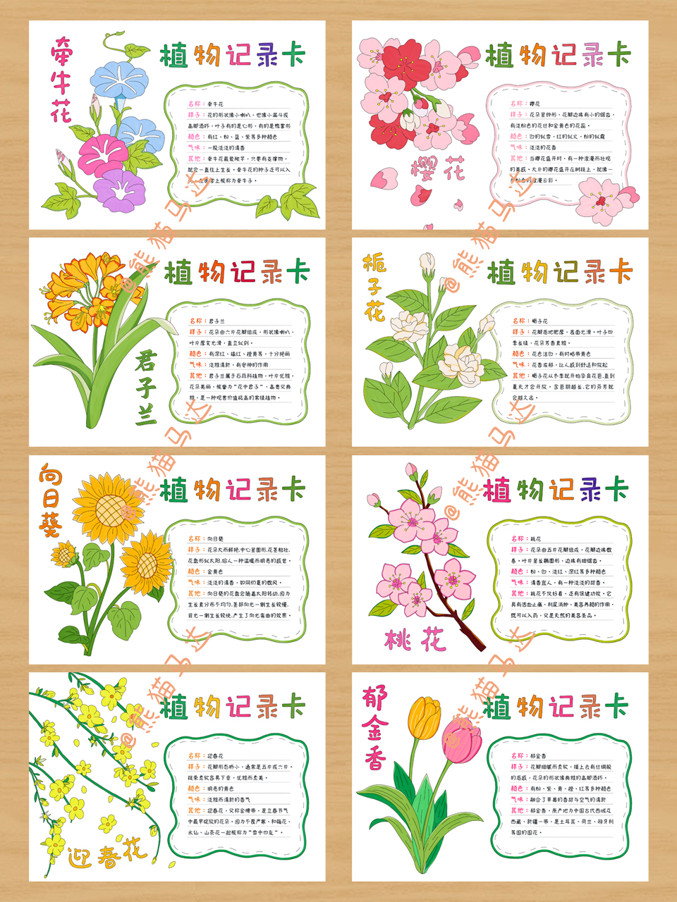 植物记录卡手抄报合集 01