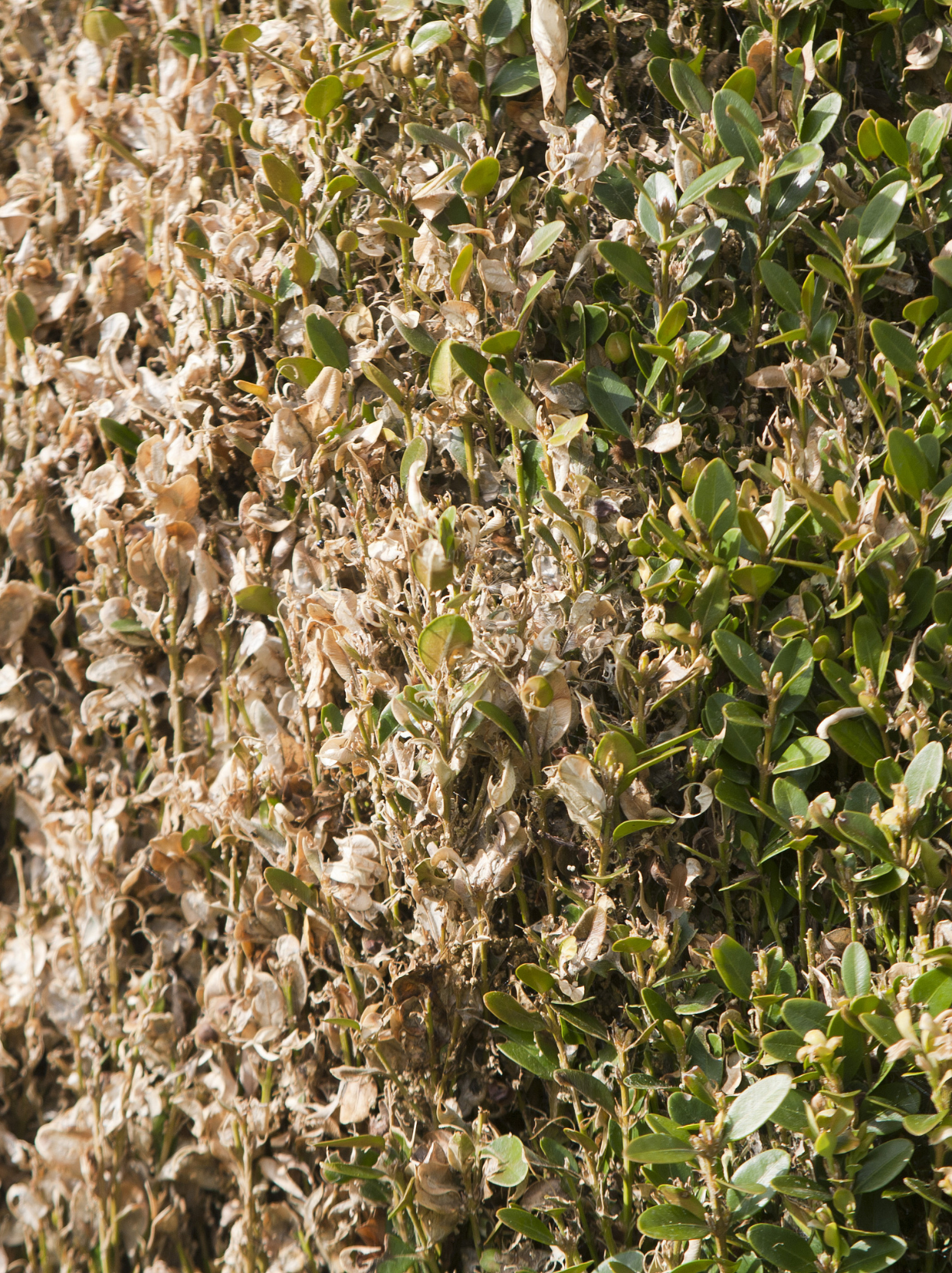 黄杨叶子发黄,这样做立刻恢复生机!