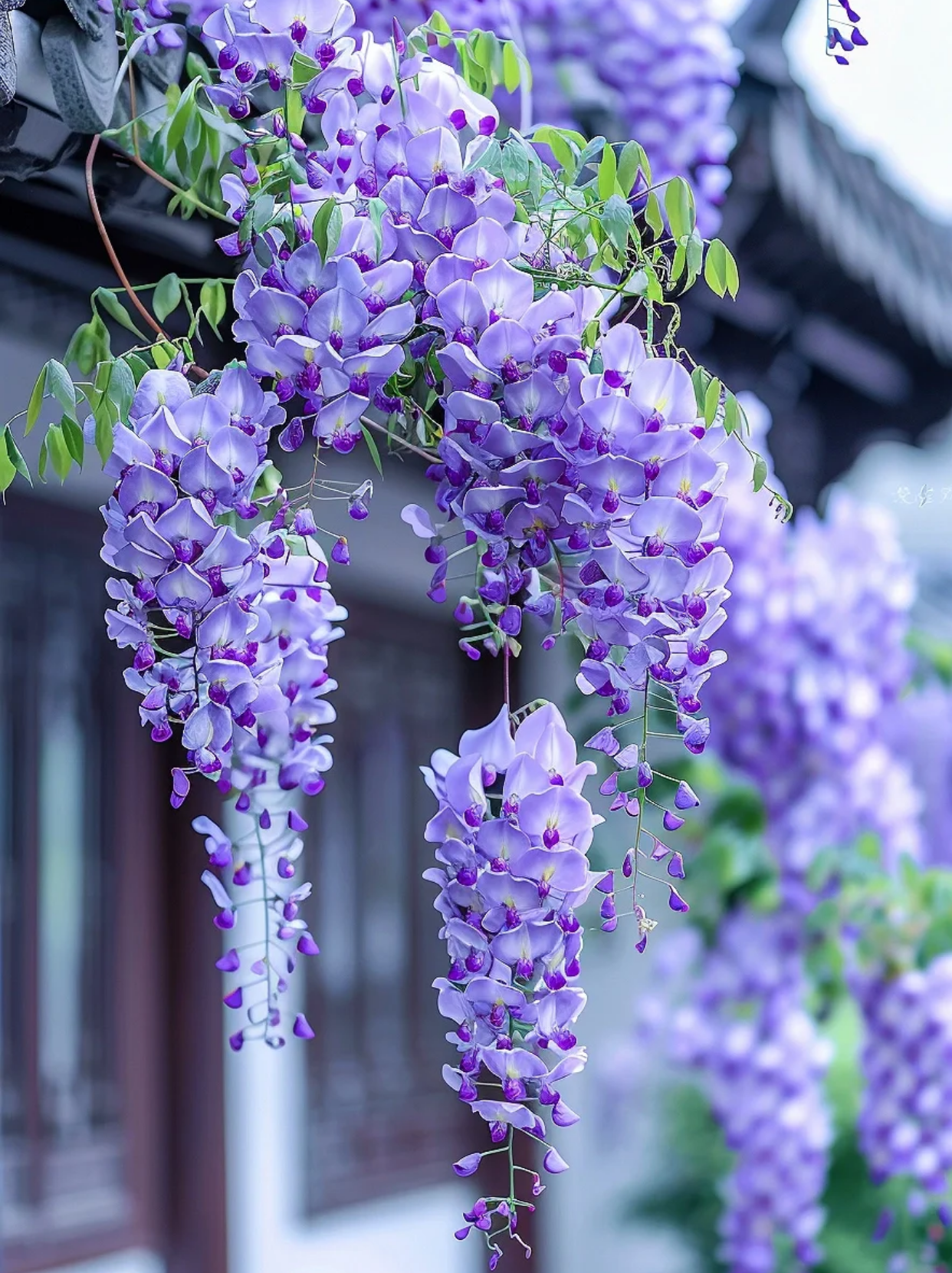 紫藤花:花语传情,寓意深远