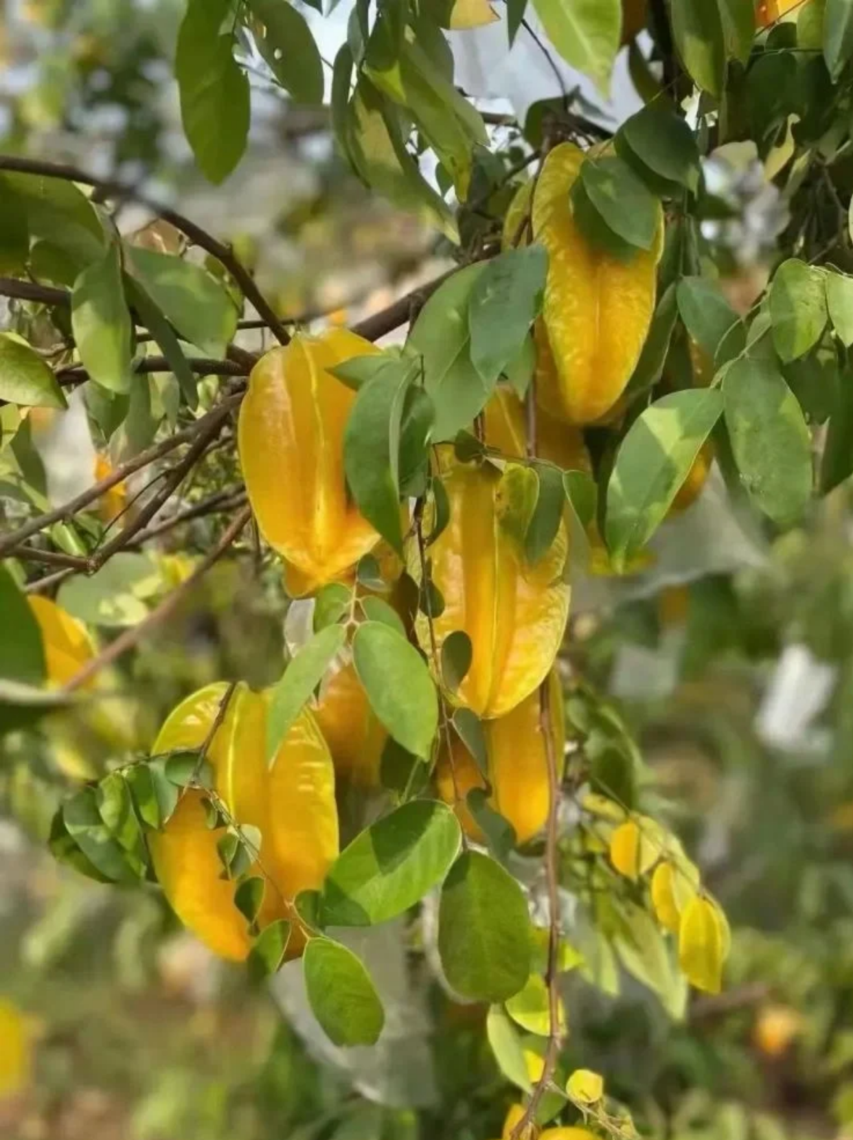 杨桃成熟时间竟然这么久,你知道吗?