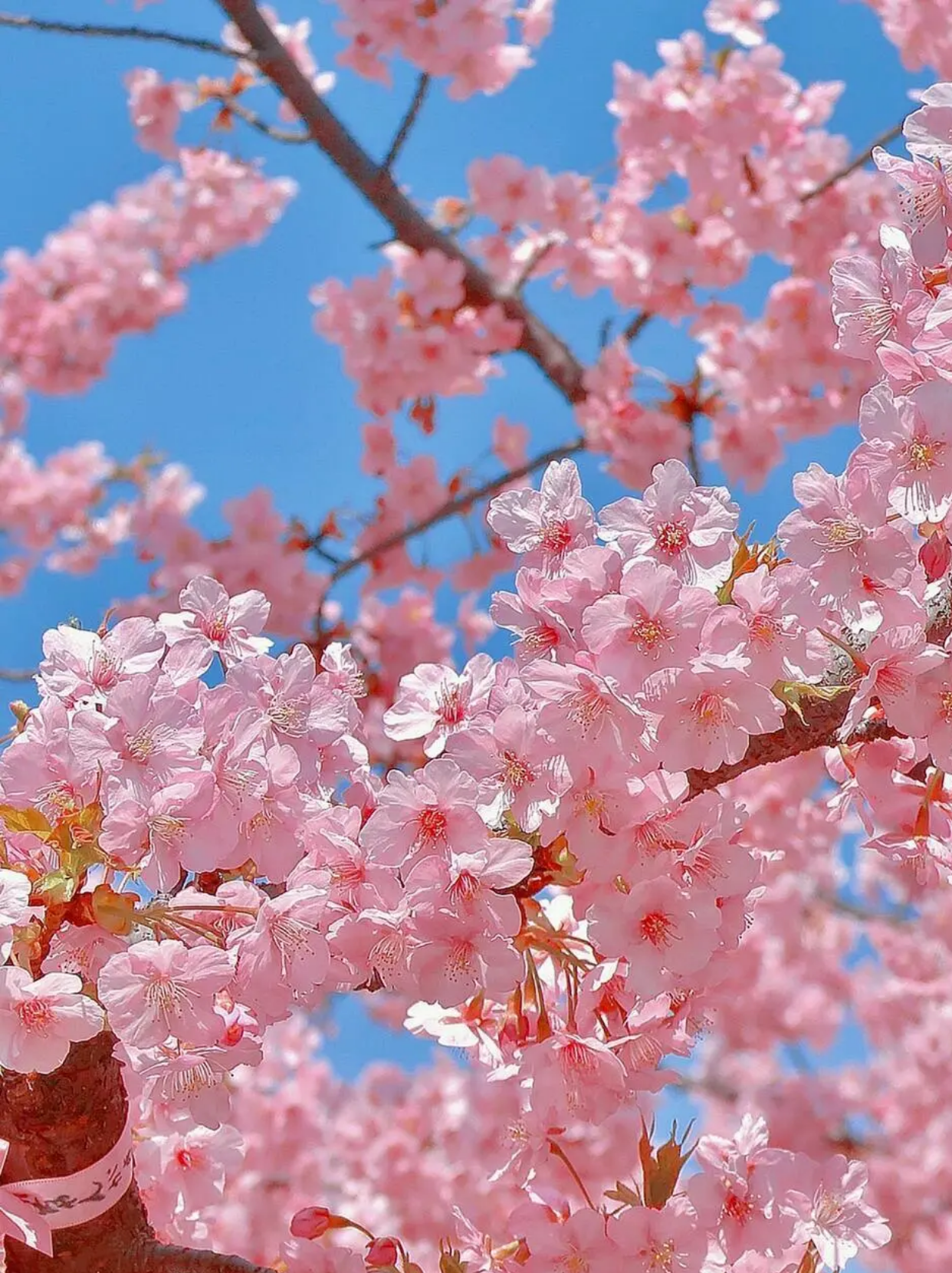 桃花魅力:自然与文化的璀璨交织