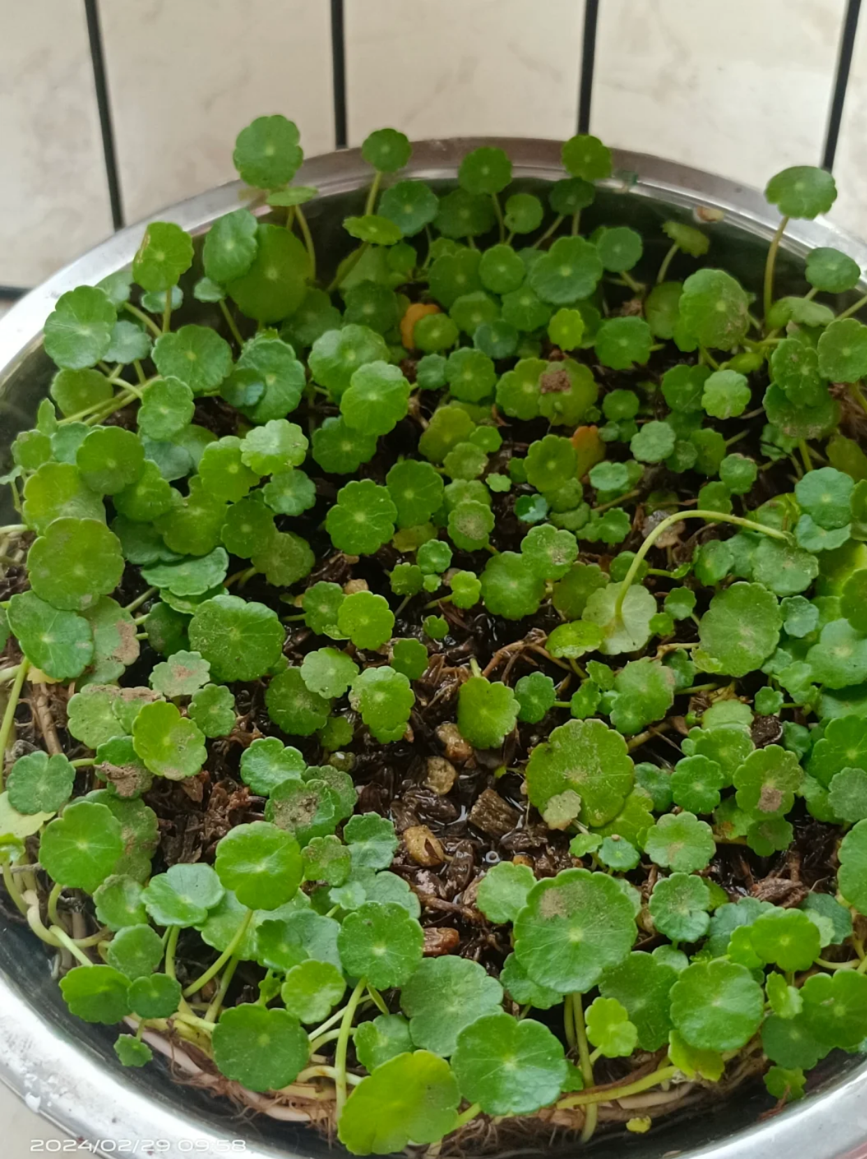 铜钱草种子种植全攻略