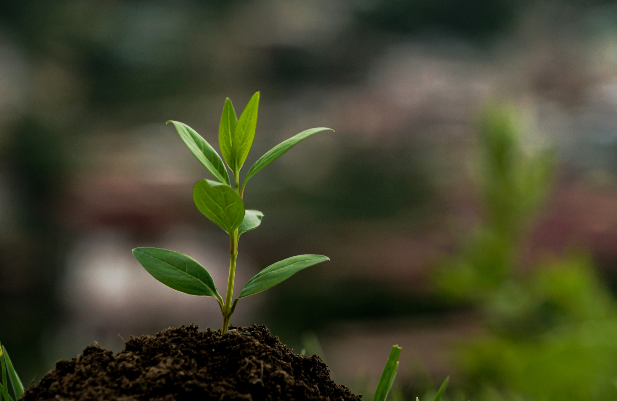 植树节‖莱沃口腔:从一棵小树到一口好牙的成长启示