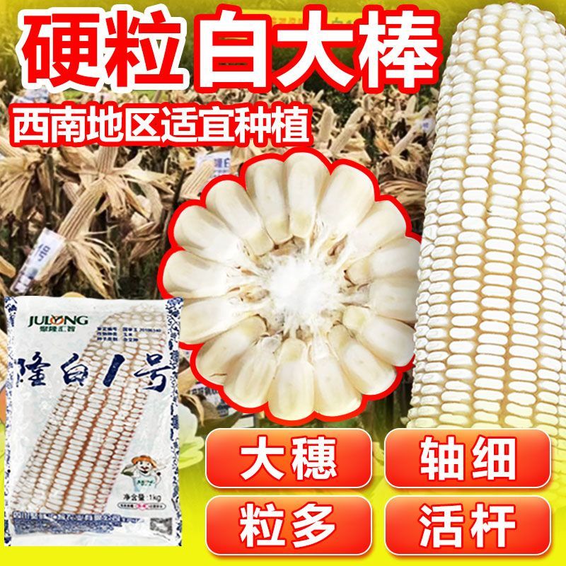 云贵川农户的高产新宠!隆白1号玉米种子