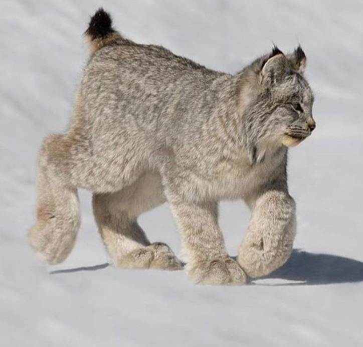 20张有趣的罕见照,看完刷新你的认知!尤其加拿大猞猁