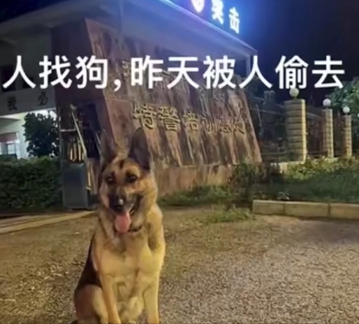 派出所回应:真的是特警大队的警犬!
