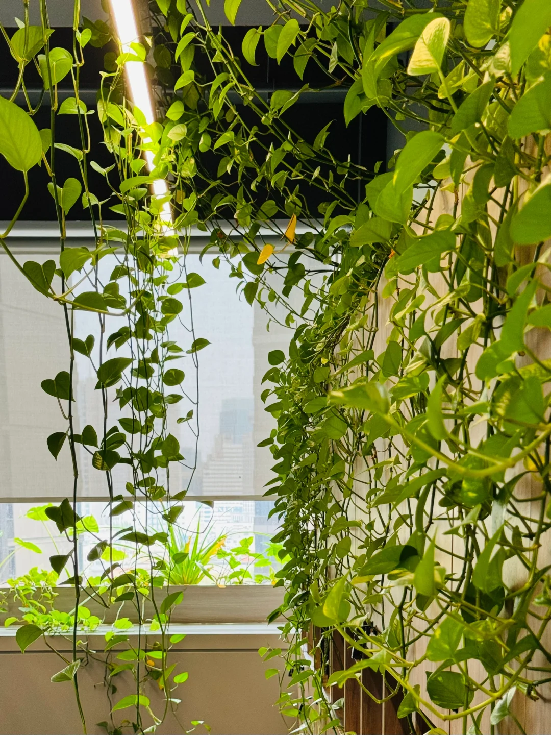 北京小姑娘,因"绿萝客厅"走红,真心不一般