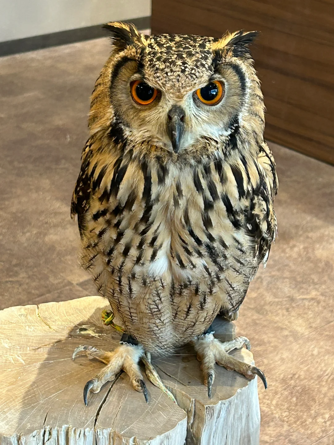 猫头鹰:暗夜猎手,大眼利爪下的捕鼠高手