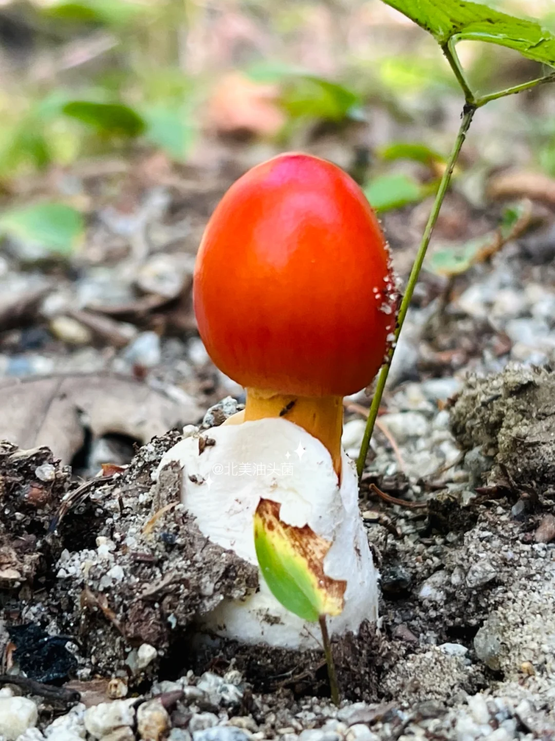 山鸡蛋花菌图片