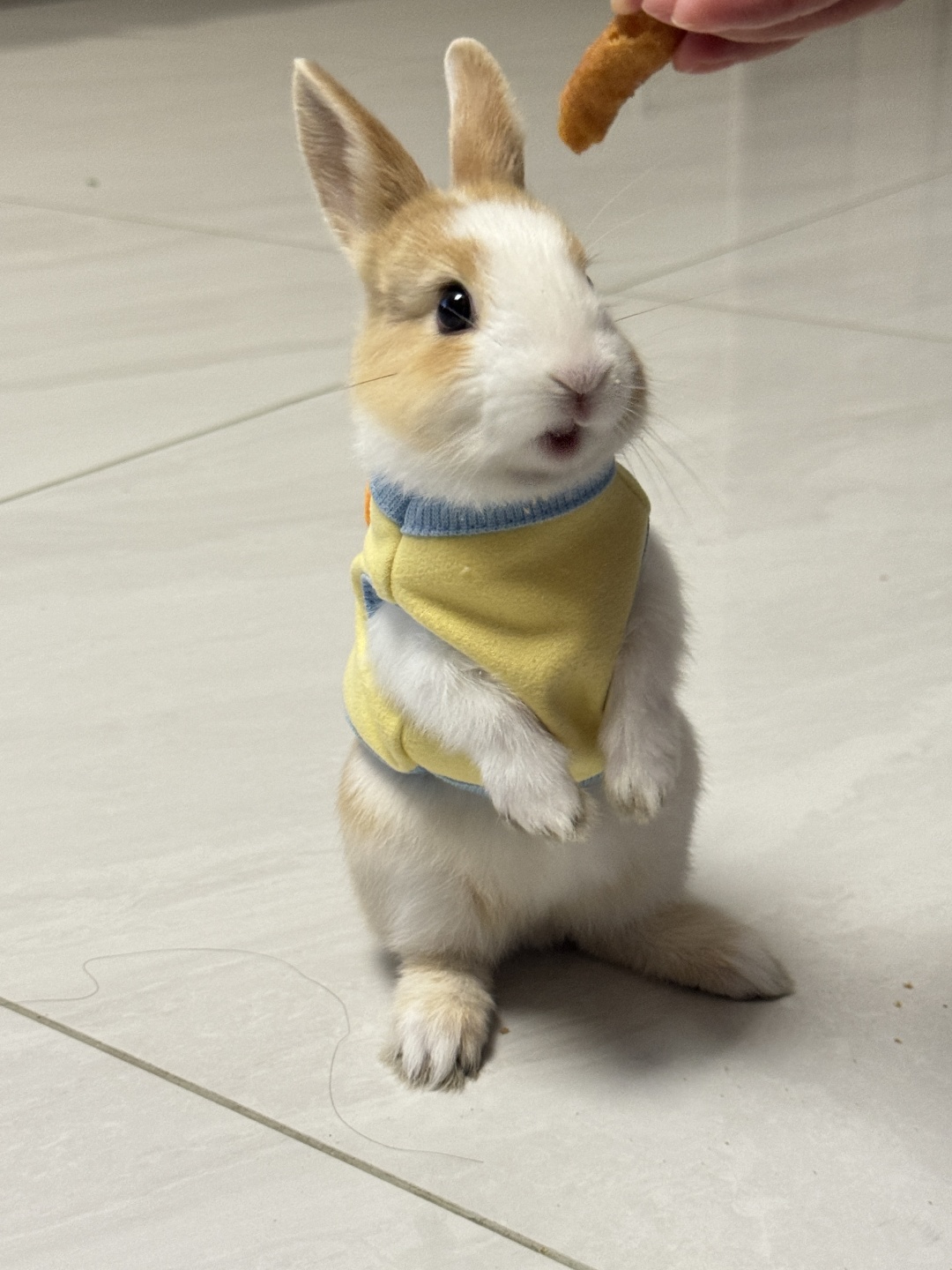 荷兰侏儒兔太太太可爱了吧