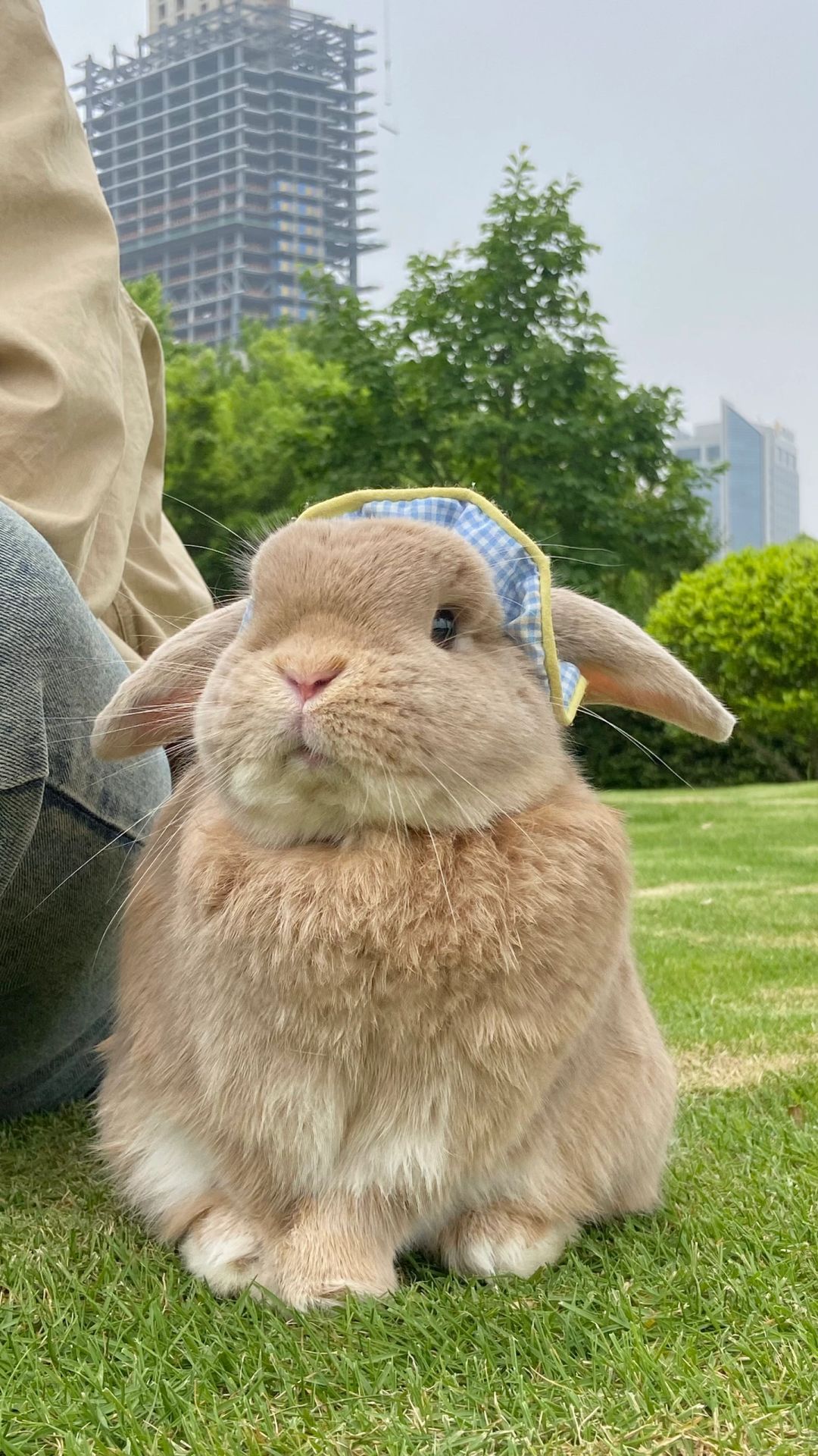 别小瞧垂耳兔,它们的智商可藏着小惊喜!