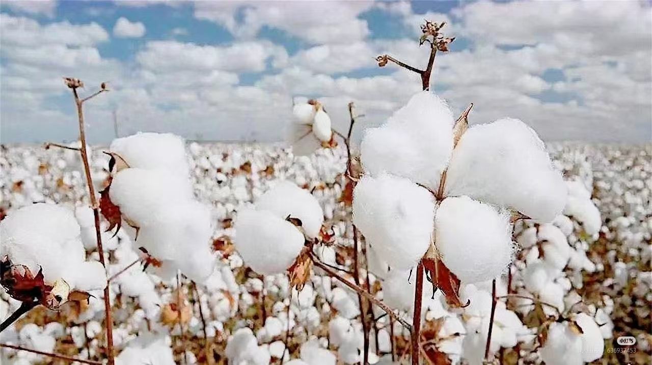 中国长绒棉之乡——新疆阿瓦提县