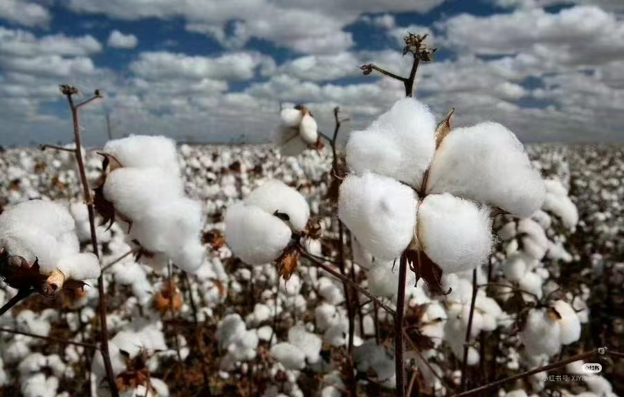 中国长绒棉之乡——新疆阿瓦提县