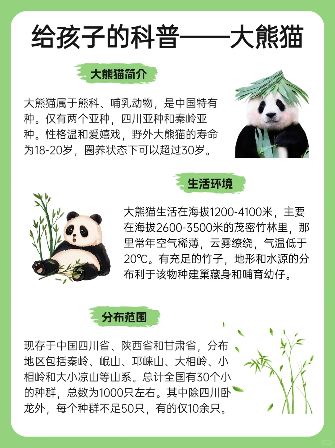 大熊猫栖息地:自然瑰宝,守护萌宝的绿色家园