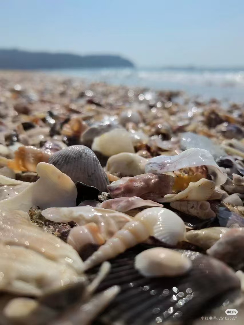 北海贝壳沙滩:一起来捡贝壳吧