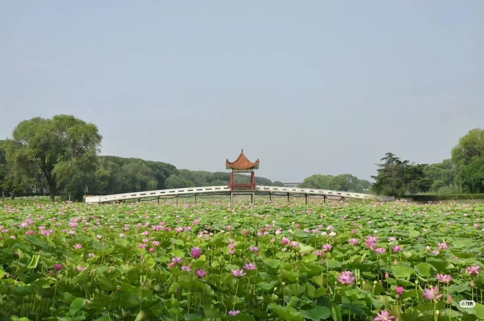 洪湖风景图片图片