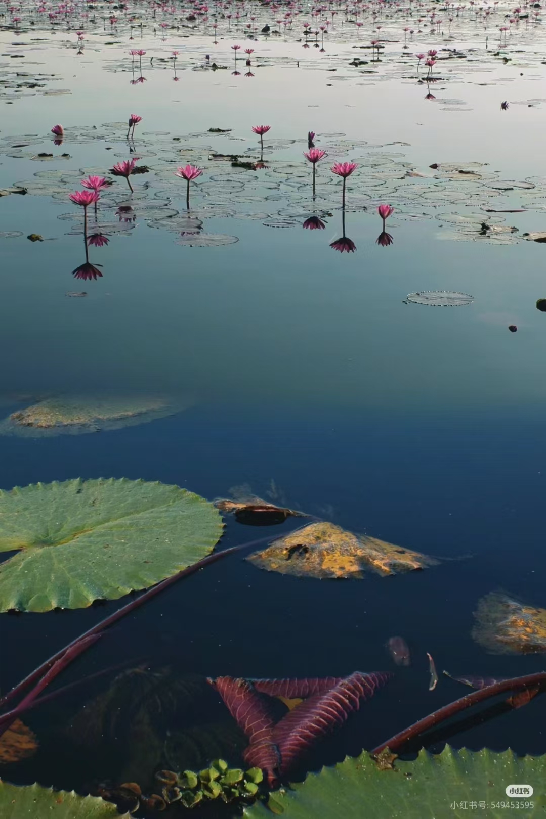 湖北鄂州:红莲湖