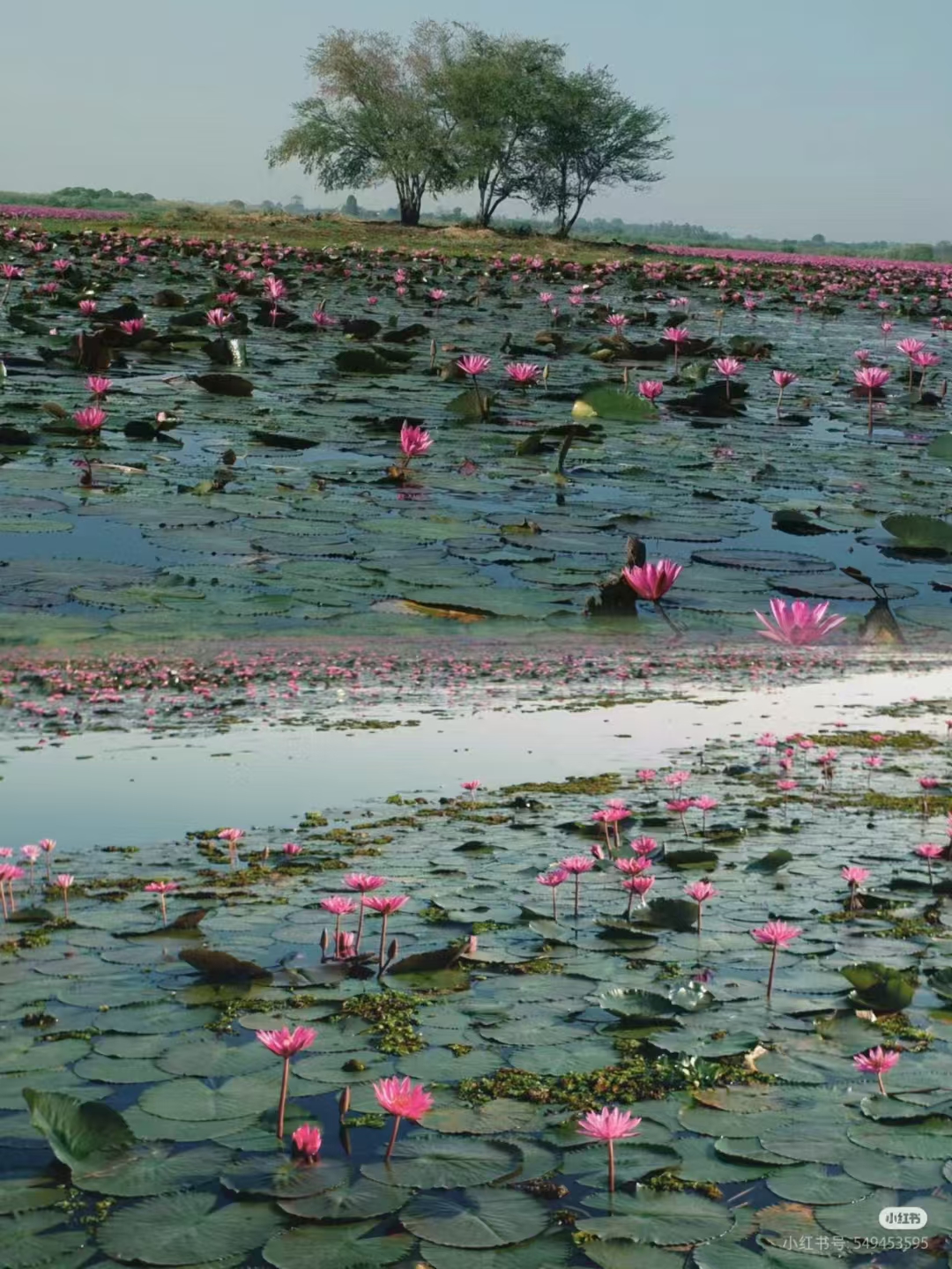 湖北鄂州:红莲湖