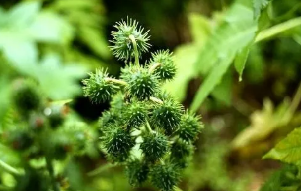 被称为"化石草"的刺蒴麻,其果子虽让人讨厌,但其价值很珍贵