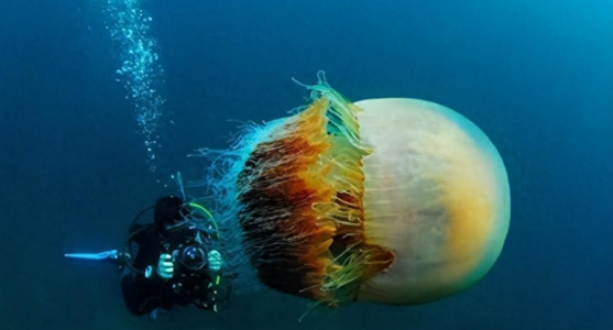 日本海域遭中国游去的越前水母侵袭,堵死日本核电站!