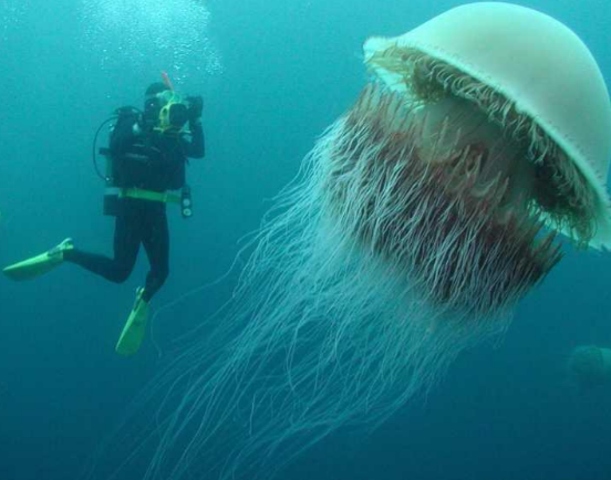 日本海域遭中国游去的越前水母侵袭,堵死日本核电站!