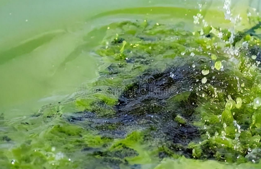 日本海域遭中国游去的越前水母侵袭,堵死日本核电站!