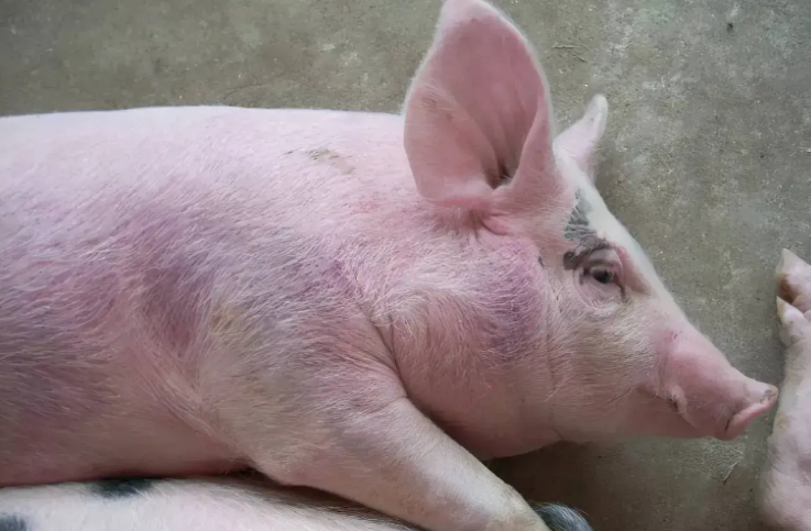 猪蓝耳病的净化防控