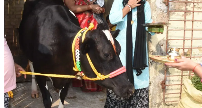 "印度神牛"苏丹:身价过亿,配一次种5万!它凭什么这么贵?