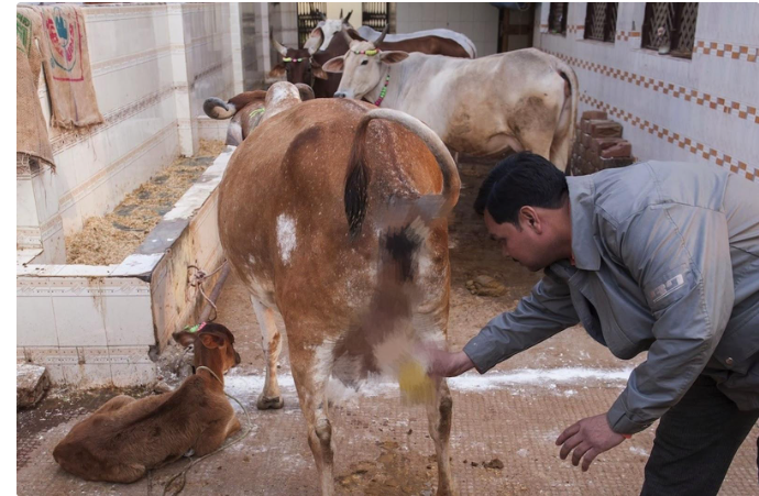 "印度神牛"苏丹:身价过亿,配一次种5万!它凭什么这么贵?