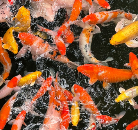 锦鲤,蝴蝶鲤,金鱼和草金鱼,为什么只要互相一混养就死鱼?