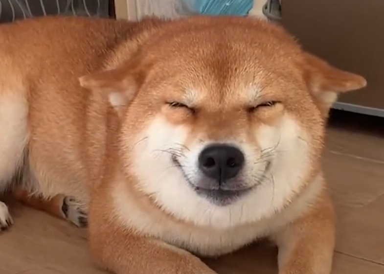 贱兮兮的笑容,打招呼用屁股,没错,它就是行走的表情包:柴犬