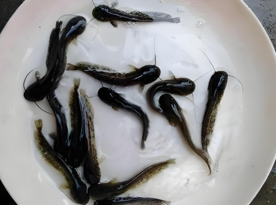 小鲶鱼的养殖方法,养小鲶鱼有哪些要点