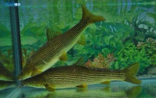 "泥鳅"已是保护鱼类?不,其实是金沙鲈鲤,我国独有稀少物种