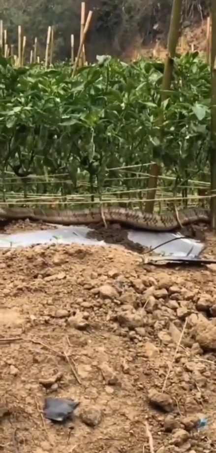 惊恐万状!云南保山,有村民在户外菜地,发现条四米多长的大黑蛇